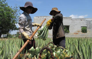 Héo úa trong vùng đất khô hạn