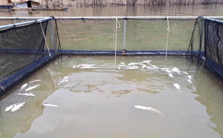 Tìm nguyên nhân cá lồng của người dân chết trắng trên hồ thủy điện Hủa Na