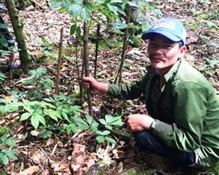 Giới thiệu về chỉ dẫn địa lý củ sâm Ngọc Linh