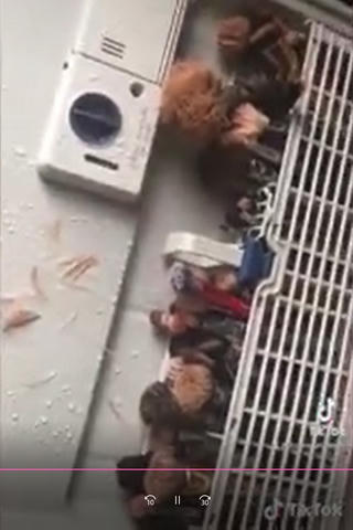 [Video] Làm sạch cọ trang điểm cho vợ bằng máy rửa bát và cái kết