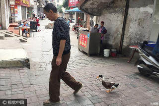 Chú vịt chạy tập thể dục cùng chủ 3 km mỗi ngày