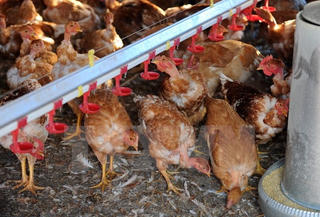 Chủ động phòng chống cúm A/H7N9 trên người
