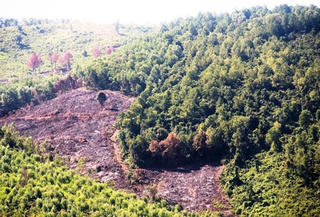 Cần sớm giải quyết dứt điểm tranh chấp rừng tại Tam Lộc