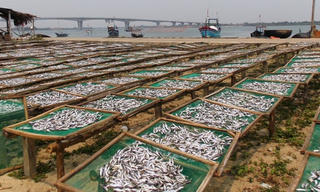 Nhộn nhịp làng cá hấp