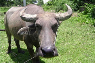 Hải Dương: Bắt đối tượng trộm trâu