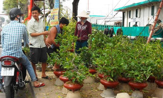 Hoa kiểng tràn về phố