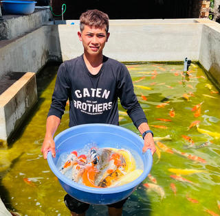 Đắk Lắk: Thanh niên vùng sâu thu nhập tiền tỷ nhờ nghề nuôi cá Koi