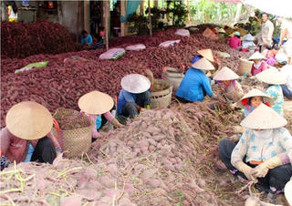 Vĩnh Long: Khoai lang rớt giá
