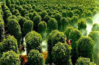 "Ngậm" nhiều thuốc sâu, hồ tiêu Việt Nam bị ghẻ lạnh