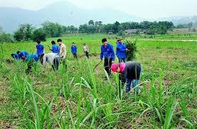 Tuyên Quang: Mô hình điểm cánh đồng mía lớn
