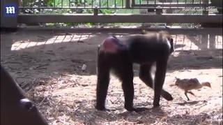 Bất ngờ khỉ nhận gà làm… con