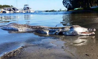 "Quái vật" trôi dạt vào bờ biển Australia