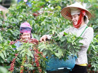 Đắk Lắk: Nông dân bỏ tái canh cây cà phê