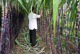 Kinh nghiệm trồng mía tím