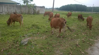 Thanh Hoá: 39 con bò chết nghi nhiễm ký sinh trùng