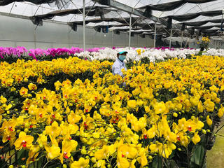 Hơn 20 triệu triệu cành hoa Tết Đoan Ngọ ở Đà Lạt nguy cơ phải đổ bỏ vì Covid-19