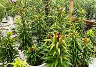 Người trồng hoa khóc ròng vì lily thối ngọn cận Tết
