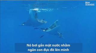 [VIDEO] Cá đuối quỷ mang thai bị cá đực truy đuổi