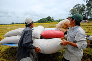 Giá lúa đang có lợi cho nông dân