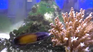[VIDEO] Nụ hôn tử thần của loài cá hút thịt san hô