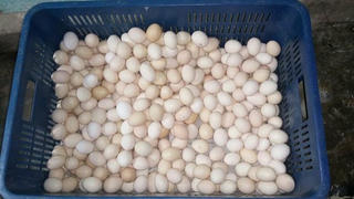 Phơi nhiễm hóa chất độc hại từ thực phẩm