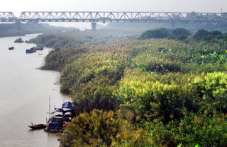 Hoa lau