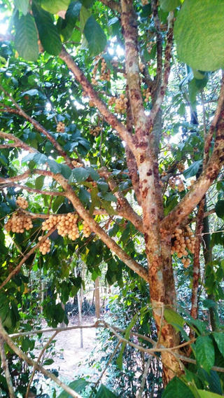 Bòn bon được giá