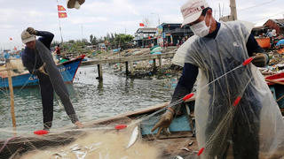 Được mùa cá trích