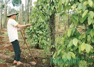 Đắc Nông: Nông dân không mặn mà thu hoạch hồ tiêu