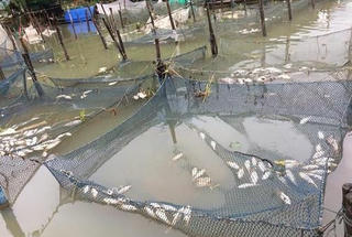 Hơn 100 tấn cá lồng chết trắng