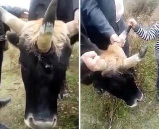 Bò 3 sừng gây xôn xao ở Uzbekistan