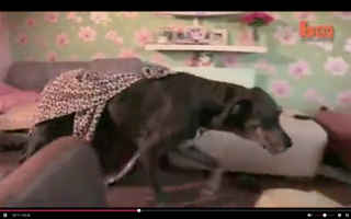 Chú chó to lớn nhất thế giới