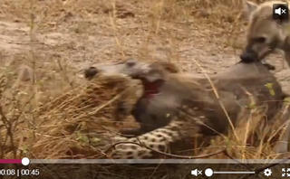 [VIDEO] Báo đốm và linh cẩu kịch chiến tranh lợn rừng