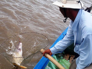 Săn cá dứa trên Đại Môn Giang