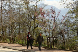 Xuân về  trên đỉnh  Fansipan