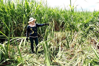 Người dân khua chiêng, đánh trống đuổi đàn voi rừng về phá hoa màu