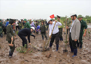 Băn khoăn việc phá rừng ngập mặn