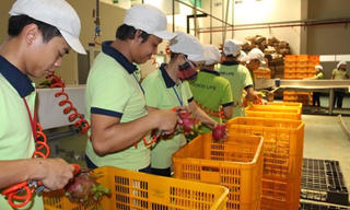 Xuất khẩu rau quả hướng tới mục tiêu 2,6 tỷ USD