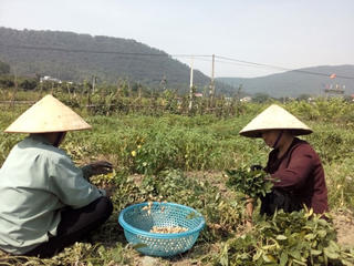 Nông dân lo mất mùa, giá thấp