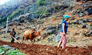 Đánh thức miền đá