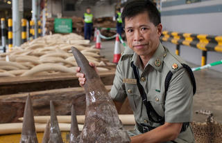 Trung Quốc tạm cấm buôn bán hổ, tê giác