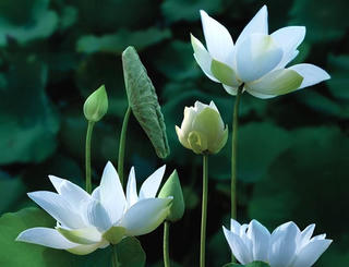 Sen trắng trở lại với Huế