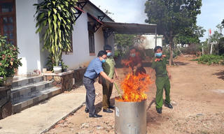 Kon Tum: Tiêu hủy sâm Ngọc Linh giả