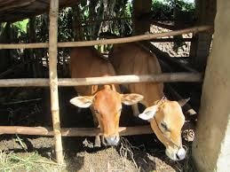 Kon Tum: Đầu tư gần 238 tỷ đồng nuôi bò chất lượng cao