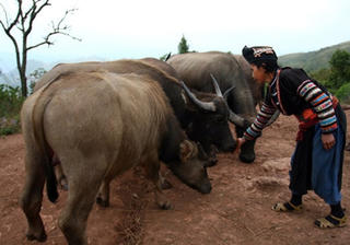 Chủ động chống đói, rét cho gia súc