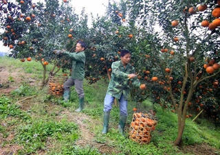 Xóa nghèo nhờ đi đúng hướng