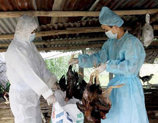 Phòng chống cúm A/H5N6