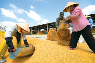 Đắk Lắk hình thành vùng chuyên canh lúa ổn định