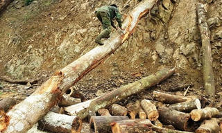Rừng phòng hộ Pom Pa Kiếng bị phá