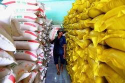 Xuất cấp giống, hóa chất sát trùng cho 11 địa phương